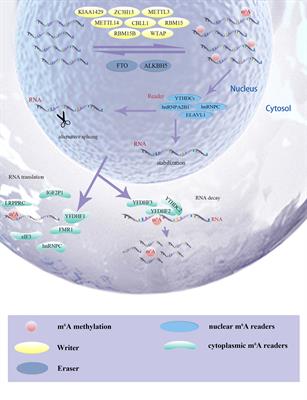 m6A Regulator-Mediated Methylation Modification Model Predicts Prognosis, Tumor Microenvironment Characterizations and Response to Immunotherapies of Clear Cell Renal Cell Carcinoma